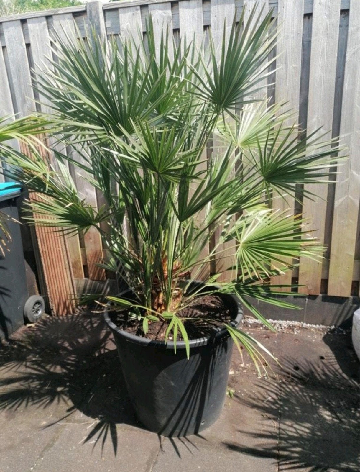 grote palmboom van 130cm, 100 tot 250 cm, Zomer, Palmboom, Ophalen