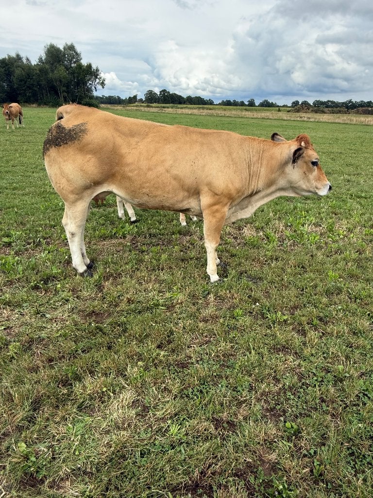 te koop parthenaise koe met kalf, Dieren en Toebehoren, Runderen, Vrouwelijk, 0 tot 2 jaar
