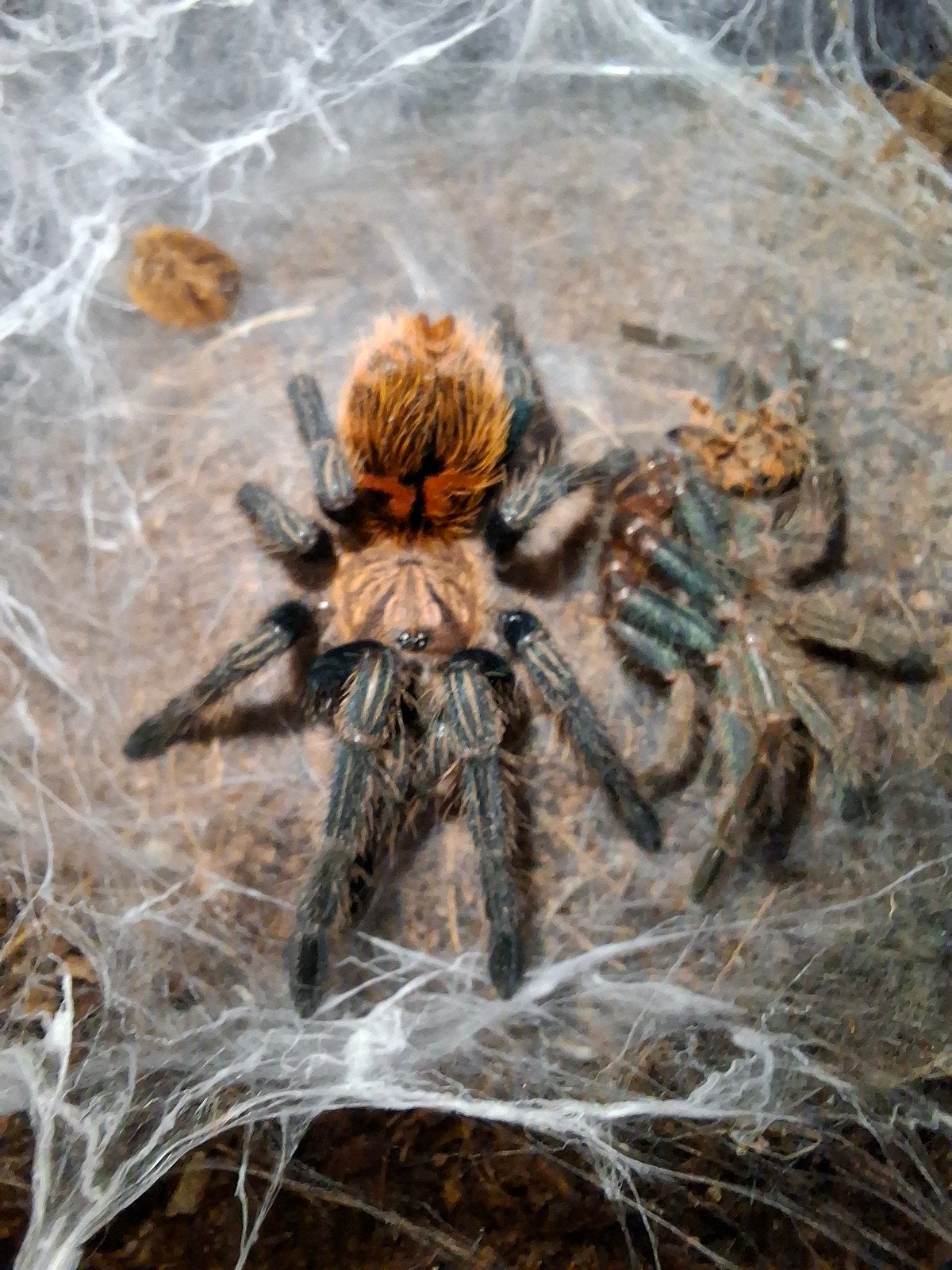 Chromatopelma, Bijen