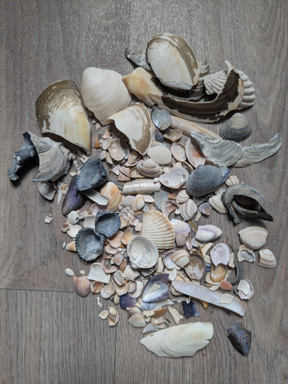 Scherven van schelpen voor decoratie of knutselen, Ophalen, Zee en Strand, Gebruikt, Overige typen