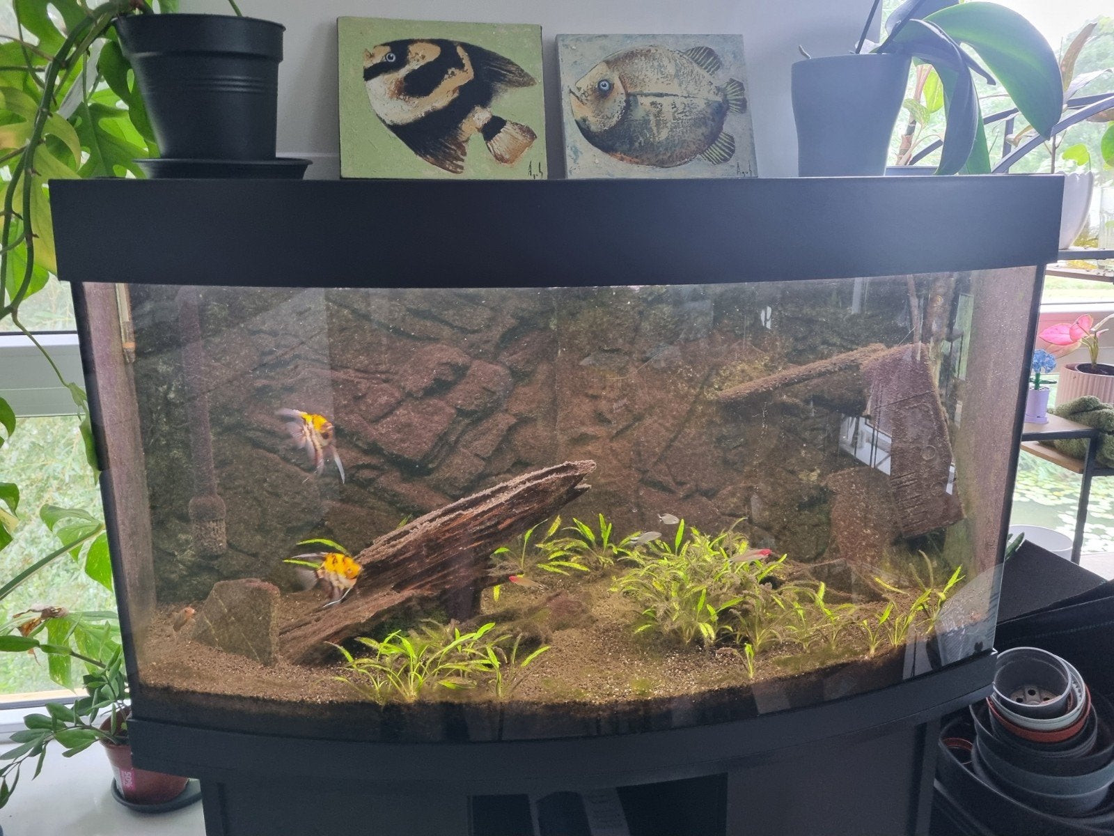 Aquarium 90 cm compleet, Ophalen, Gebruikt, Inclusief vissen, Gevuld zoetwateraquarium