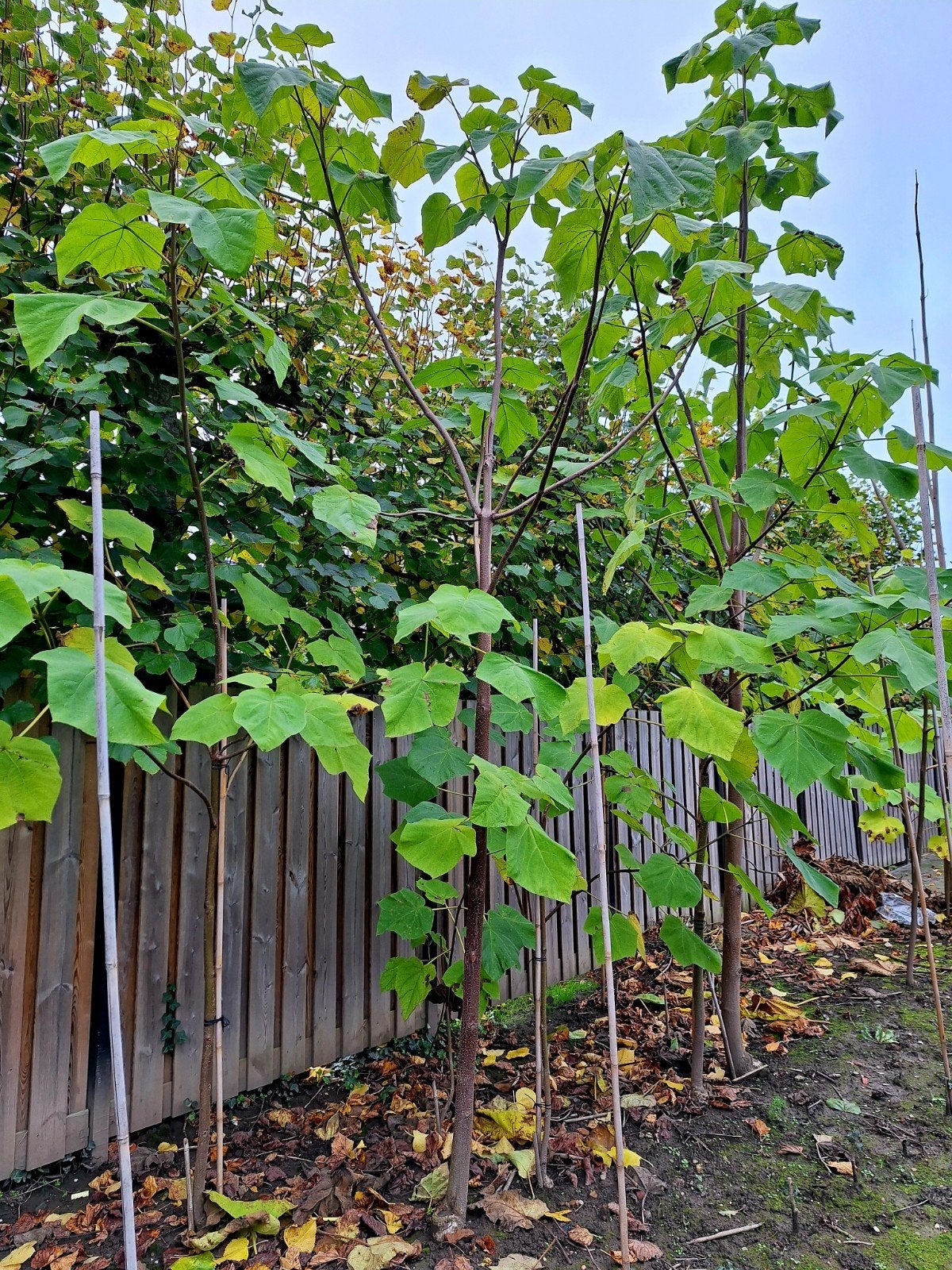 Paulownia tomentosa (Anna Paulowna boom)️🌳, Ophalen, Volle zon, Overige soorten