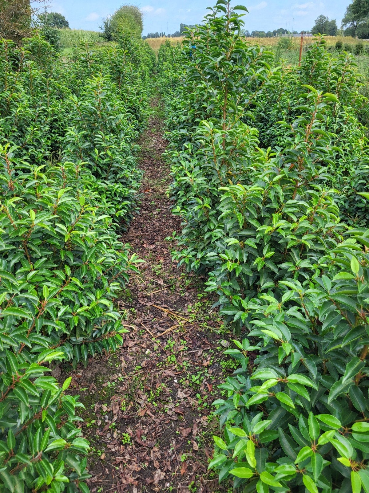 portugese Laurier (Prunus Lucitanica), Ophalen, Laurier, Haag, 100 tot 250 cm