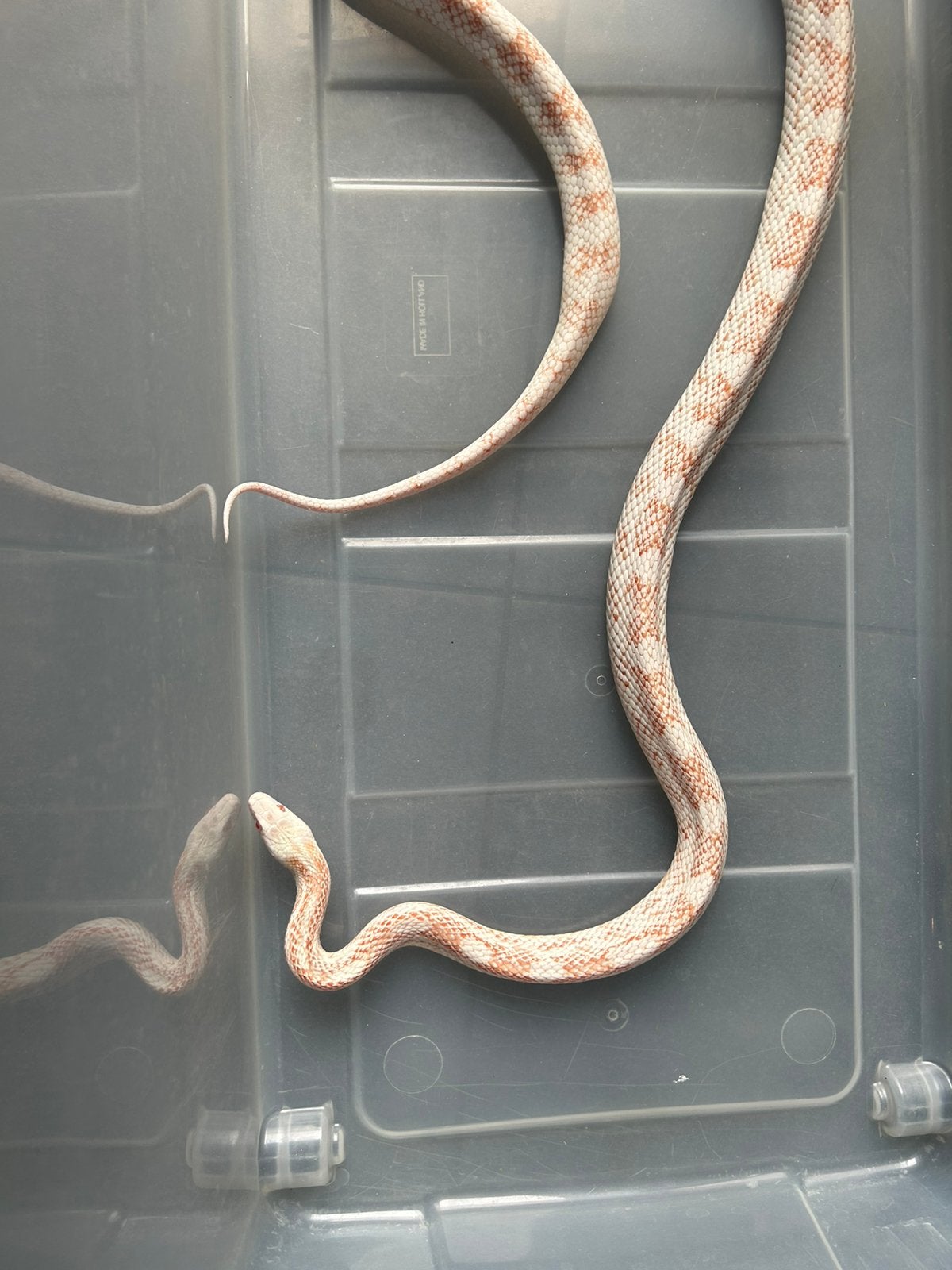 Korenslang te koop Corn Snake photo 7