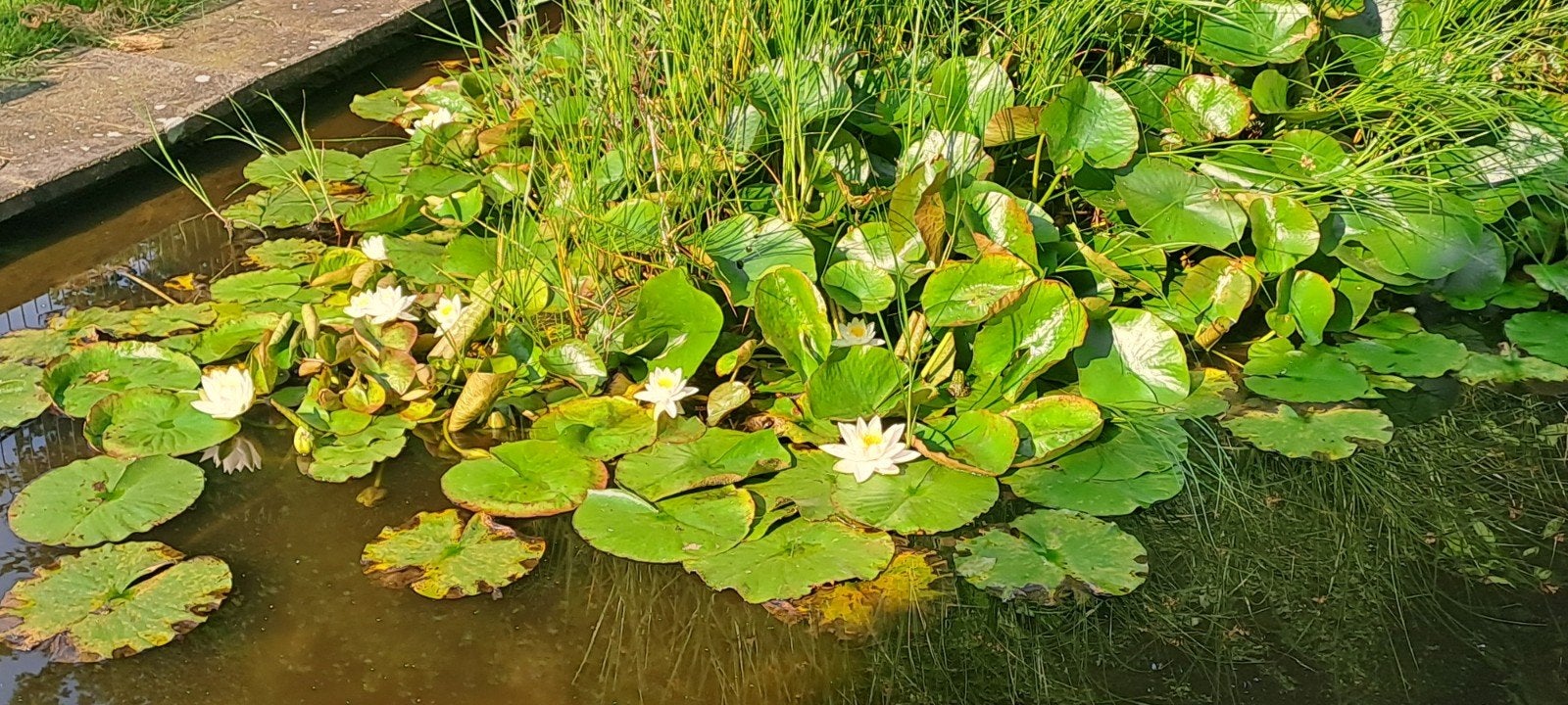 Grote partijen waterlelies, Ophalen, Gebruikt