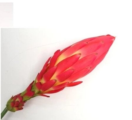 EXOTISCHE BLOEM - REAL TOUCH, Ophalen of Verzenden, Nieuw