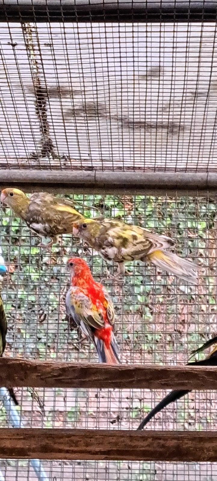strogele rosella, Dieren en Toebehoren, Vogels | Parkieten en Papegaaien, Meerdere dieren, Parkiet, Geringd