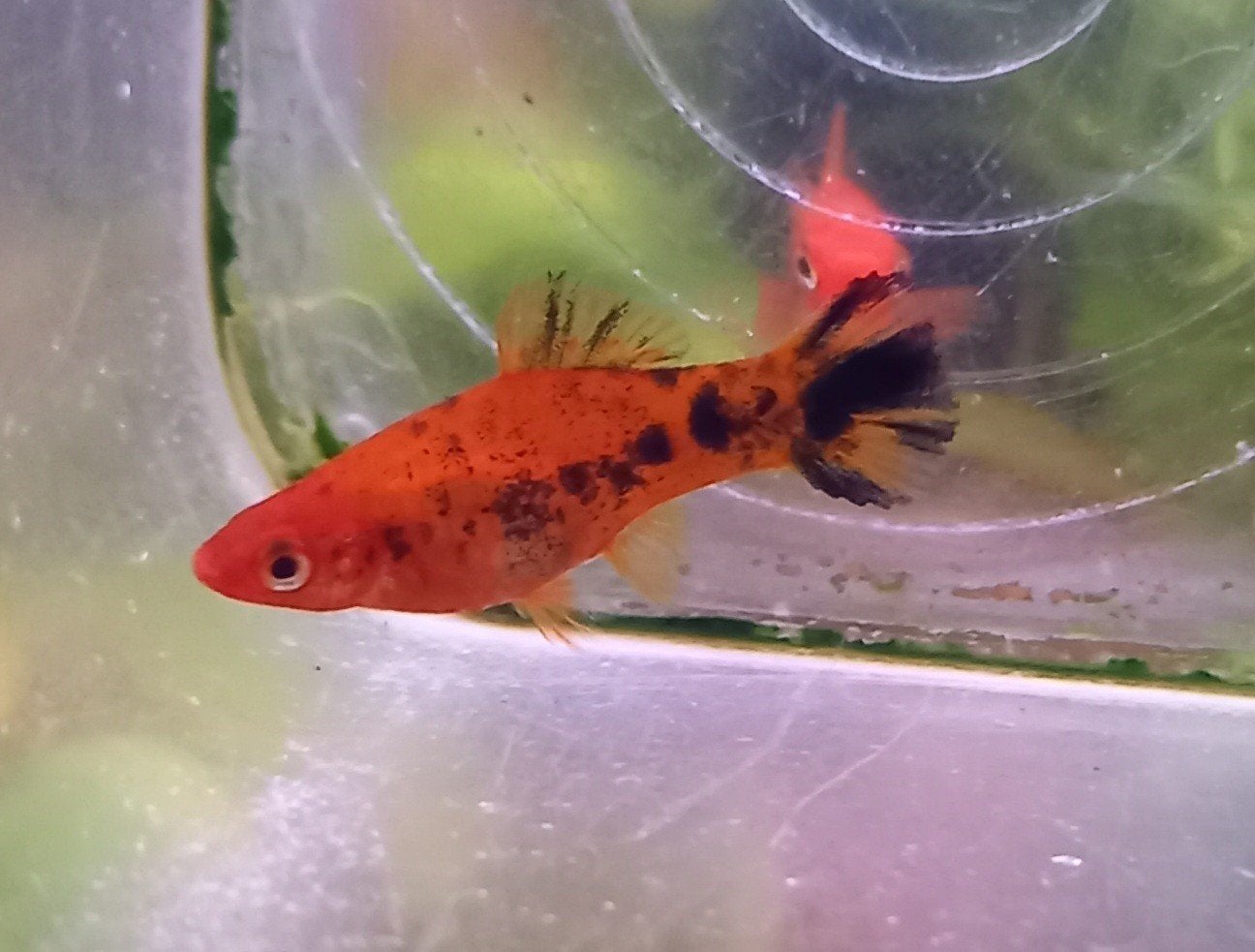 zwaarddragers aquarium vissen, Vis