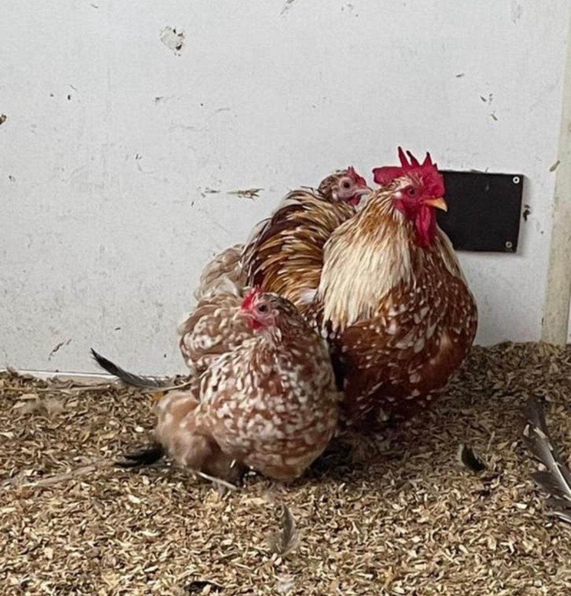 12 kuikens Cochin kriel rood gepareld, Meerdere dieren, Kip
