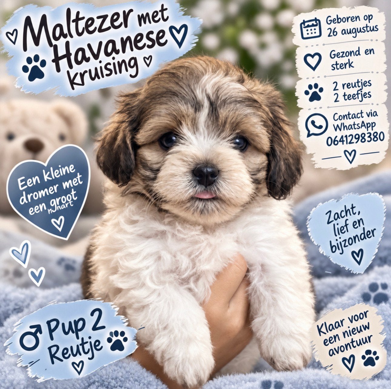 Maltipoo Pups, Dieren en Toebehoren, Overige rassen, CDV (hondenziekte), 8 tot 15 weken, Meerdere