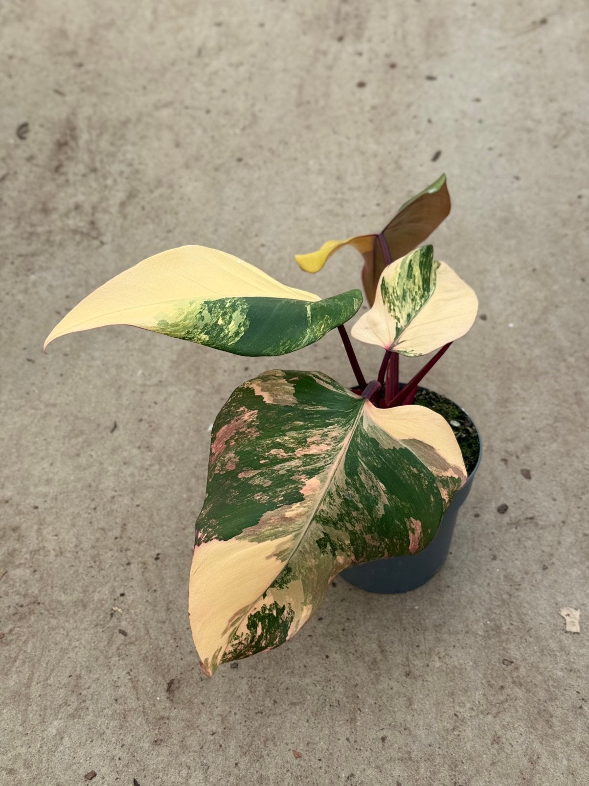 Philodendron Strawberry Shake, Ophalen of Verzenden, Halfschaduw, Minder dan 100 cm