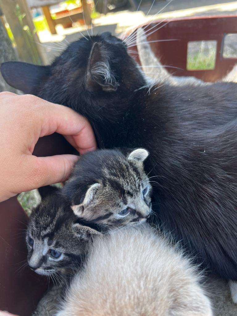 8 prachtige, lieve boerderijkittens, Dieren en Toebehoren, Katten en Kittens | Overige Katten, Meerdere dieren