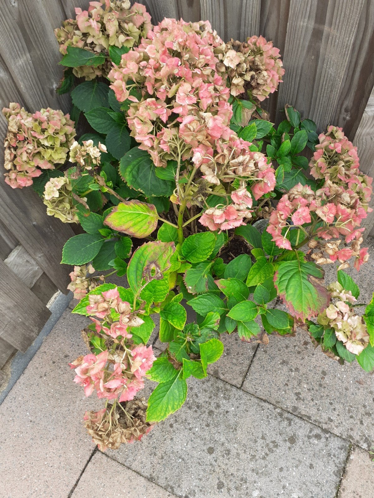 hortensia  in pot  2 jaar oud, Tuin en Terras, Ophalen, Overige soorten, Halfschaduw