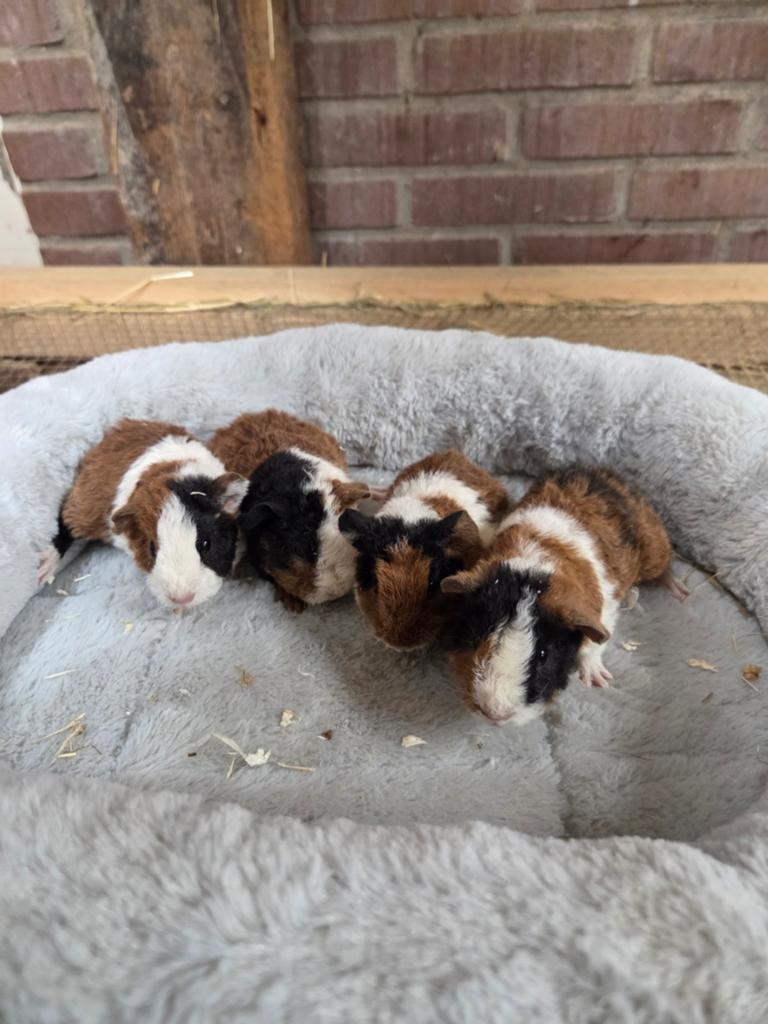 Teddy's US zeugjes en beertje, April, Vrouwelijk, Cavia