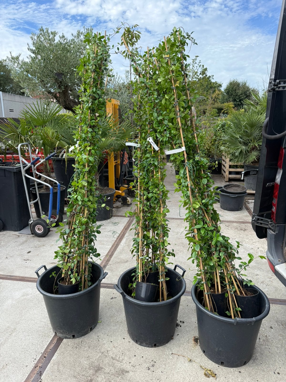 Gele jasmijnen 2 meter partij nog 50 stuks vanaf 12,- pst, Ophalen, Volle zon, Vaste plant, Klimplanten