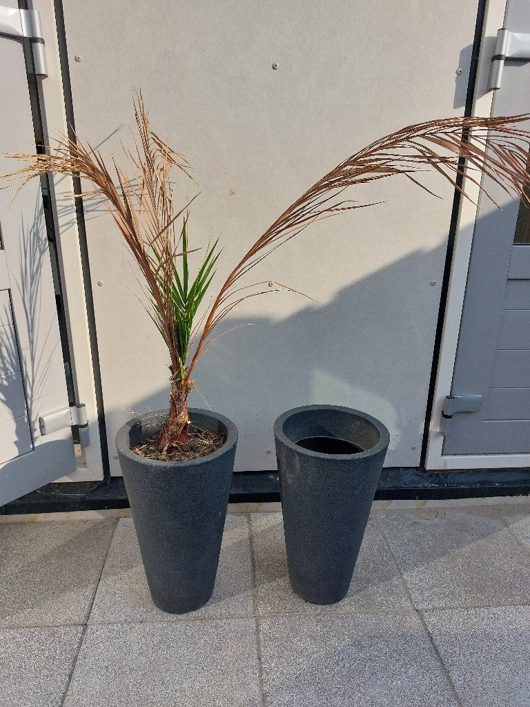 Palm en potten, Tuin en Terras, Bloembakken en Plantenbakken, Ophalen, Kunststof, Gebruikt, Minder dan 60 cm