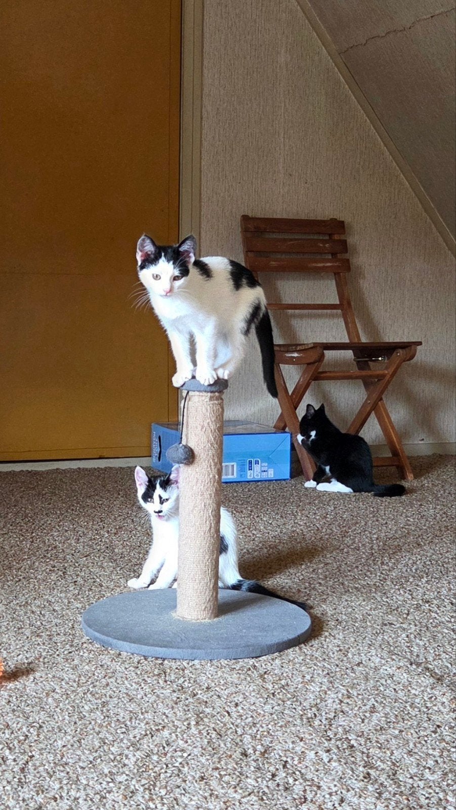 Lieve kittens, Dieren en Toebehoren, Katten en Kittens | Overige Katten, Meerdere dieren, Kortharig, 0 tot 2 jaar