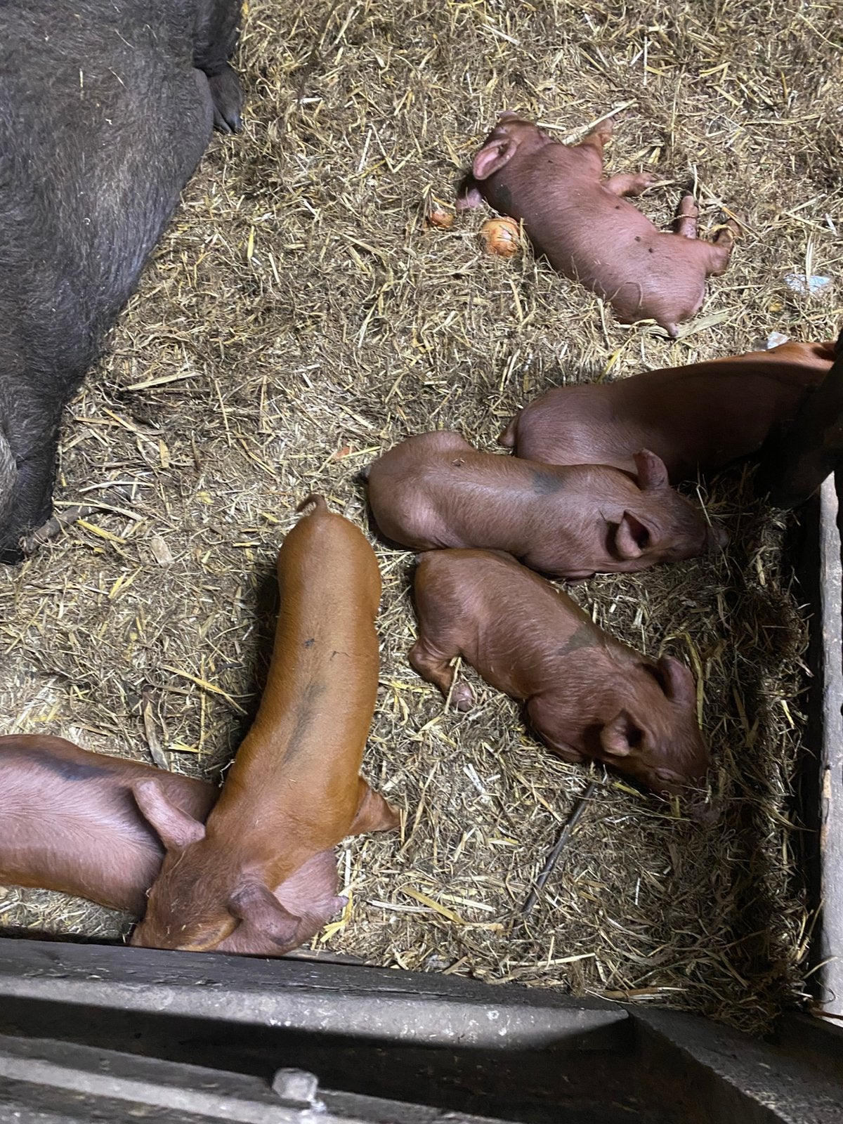 Biggen te koop, Vrouwelijk, Varken