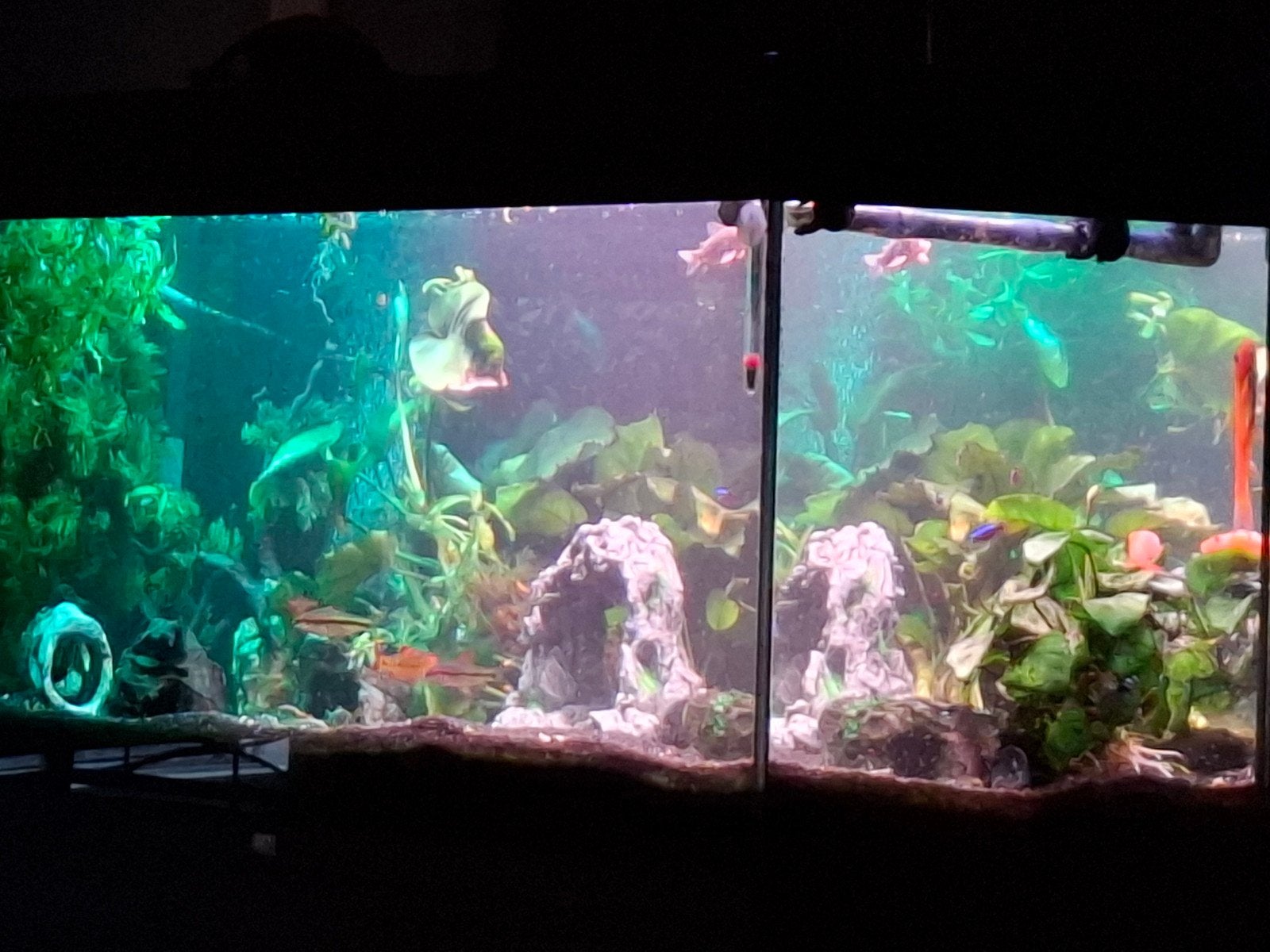 Aquarium inclusief tropisch visbestand, Vis