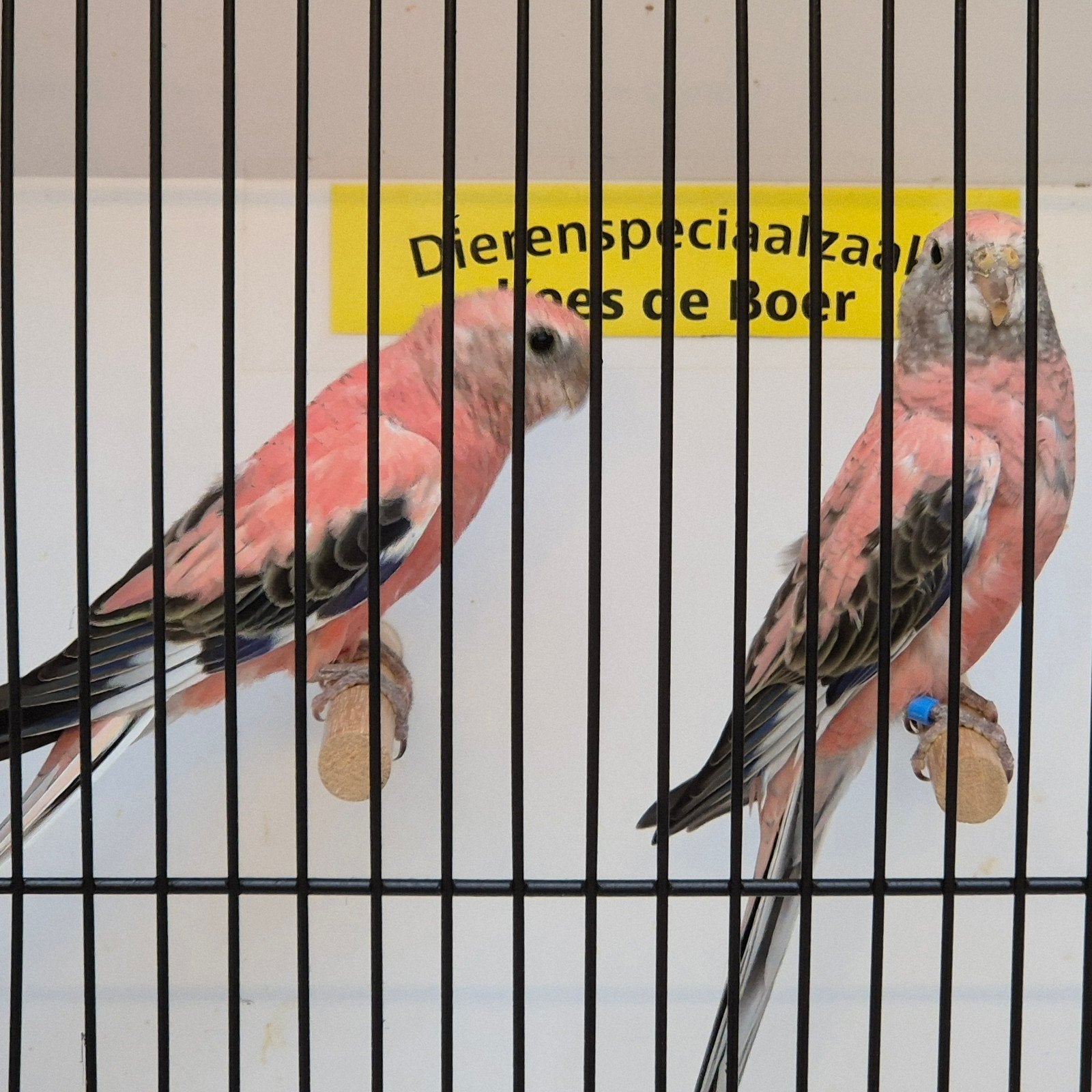 roze bourke parkieten, Meerdere dieren, Parkiet