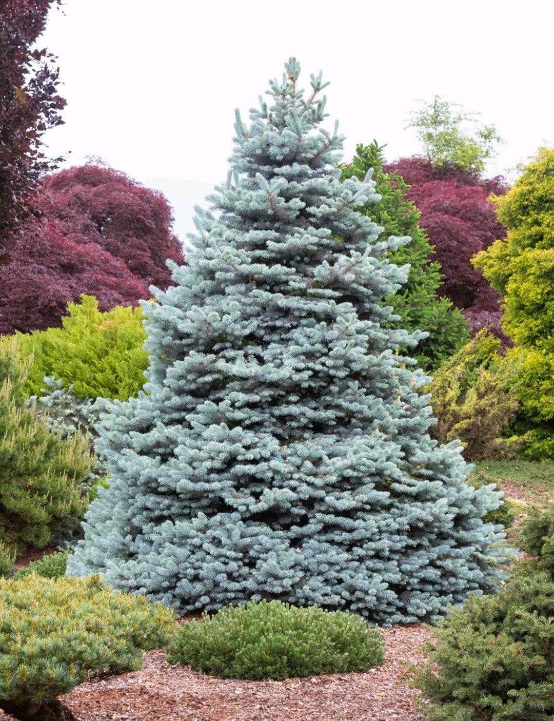 Blauwe spar (Colorado Blue Spruce) | blauwspar OP = OP, Tuin en Terras, Planten | Bomen, Bloeit niet, Overige soorten, 400 cm of meer
