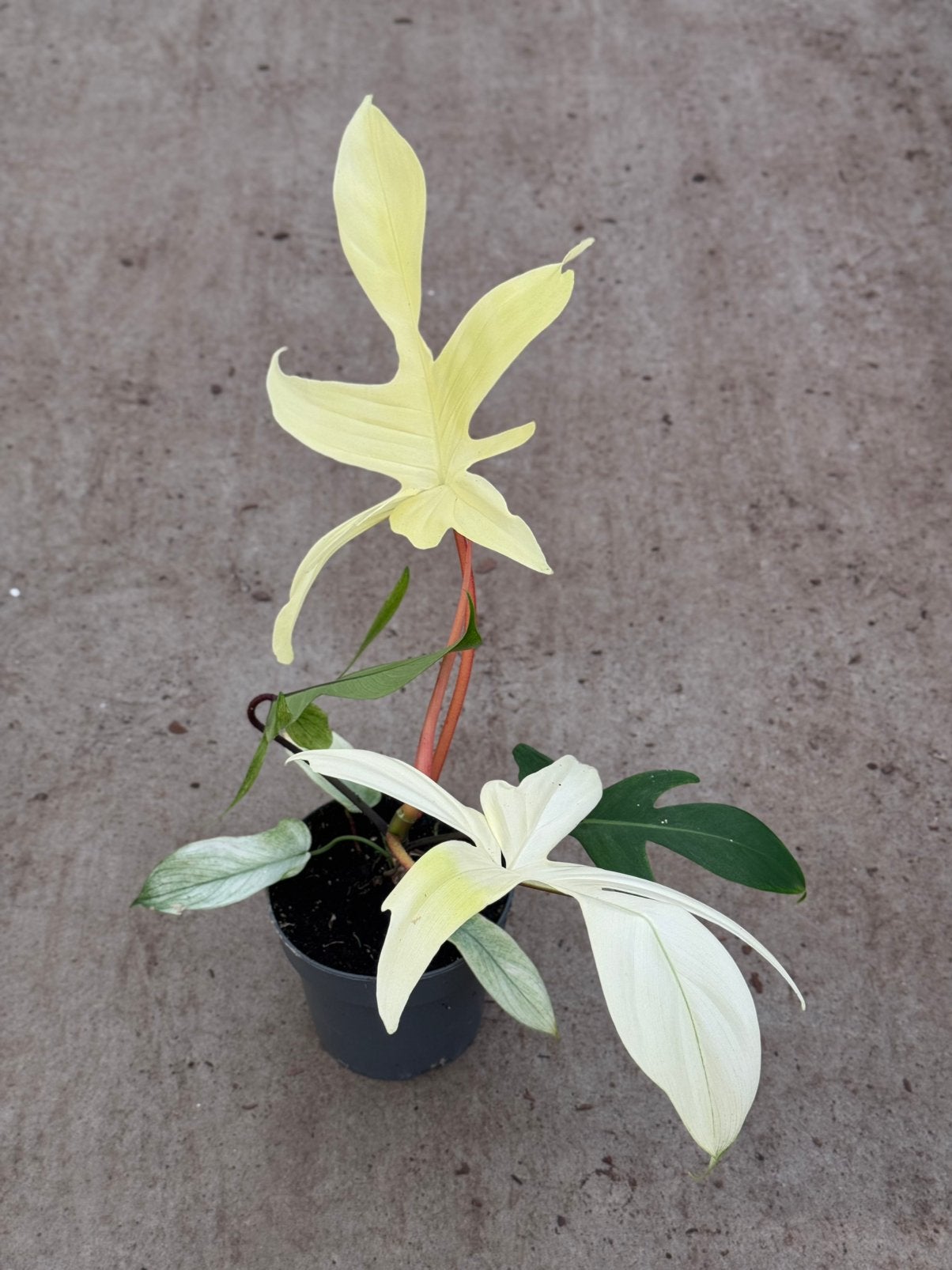 Philodendron Florida Ghost, Huis en Inrichting, Kamerplanten, Ophalen of Verzenden, Halfschaduw, Minder dan 100 cm