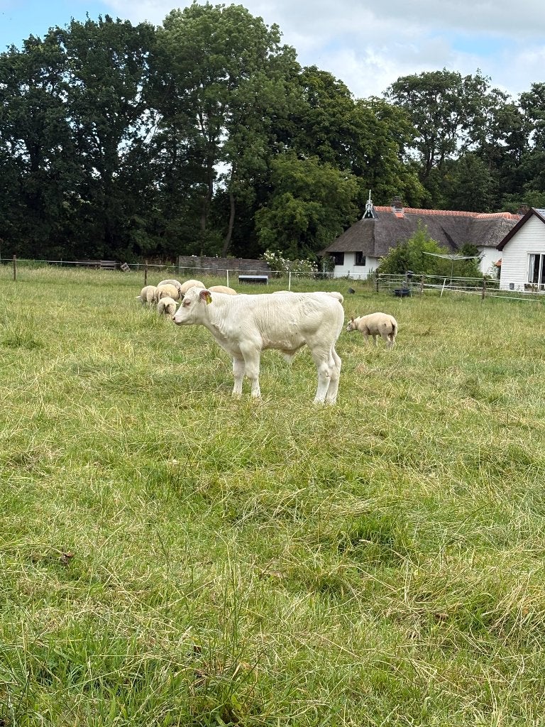 Te koop koe met stierkalf bb, Dieren en Toebehoren, Runderen, Meerdere dieren