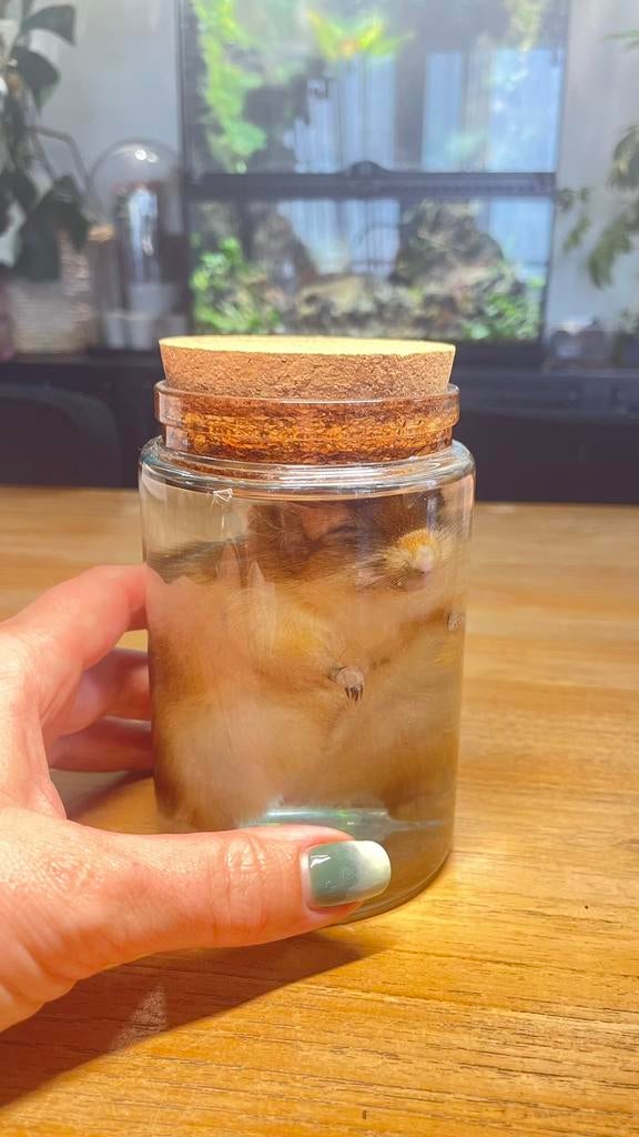 Gerbil op sterk water, Verzamelen, Dierenverzamelingen, Ophalen, Nieuw, Opgezet dier