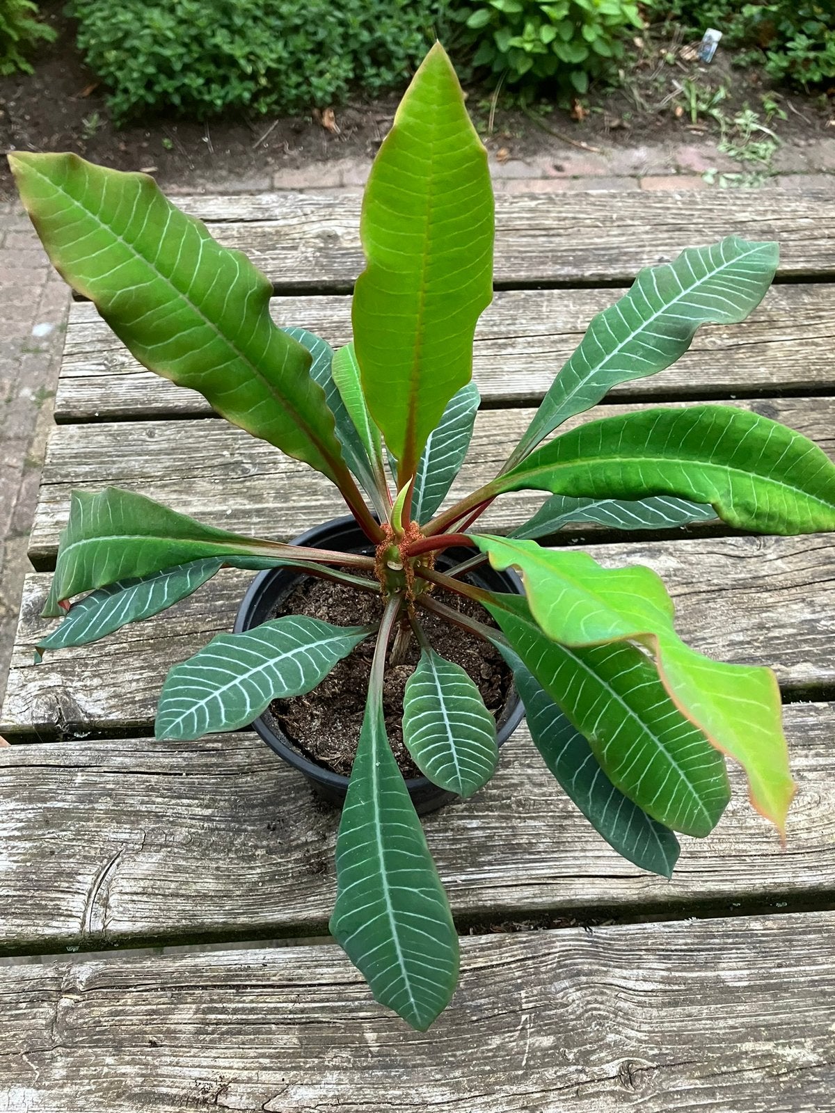 Madagascar Jewel, Huis en Inrichting, Kamerplanten, Ophalen, Overige soorten, Halfschaduw, Minder dan 100 cm