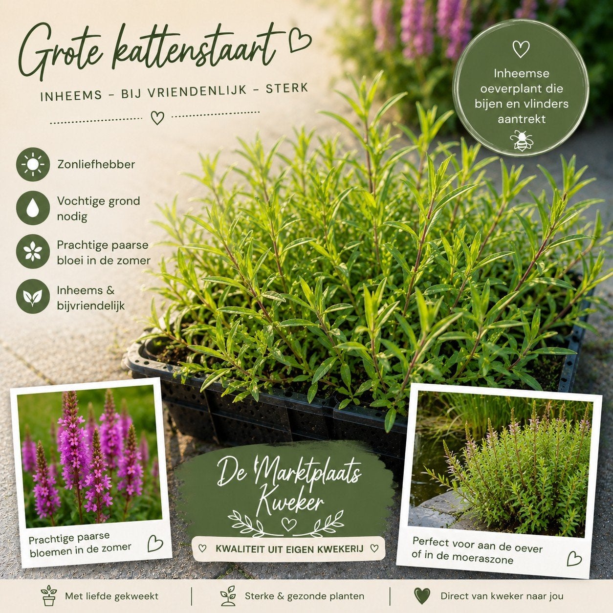 Grote Kattenstaart - Lythrum salicaria - Oeverplant, Volle zon, Vaste plant, Ophalen of Verzenden, Zomer
