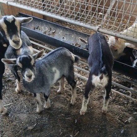 jonge dwerg bokjes, Mannelijk, Geit, 0 tot 2 jaar