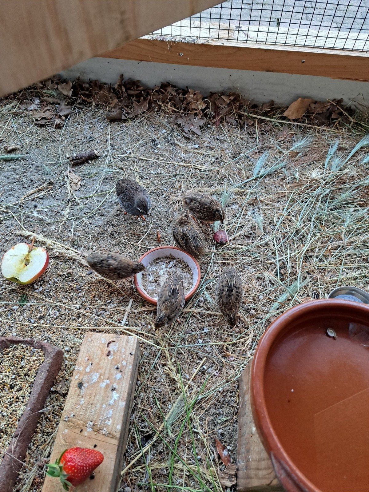 Chinese kwartels natuurbroed, Dieren en Toebehoren, Meerdere dieren, Tropenvogel