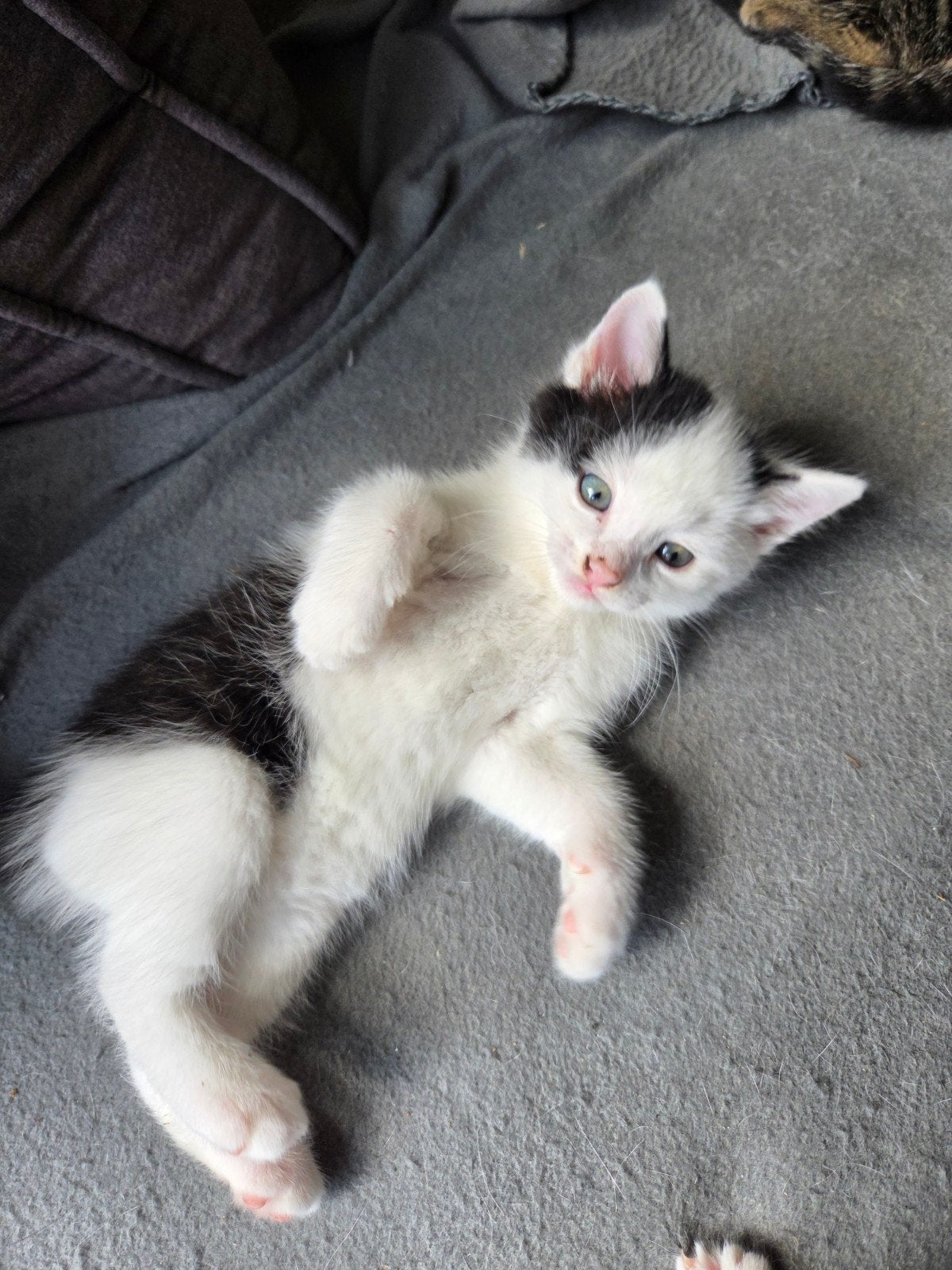 1 kitten 8 weken oud., Dieren en Toebehoren, Meerdere dieren, Ontwormd, 0 tot 2 jaar