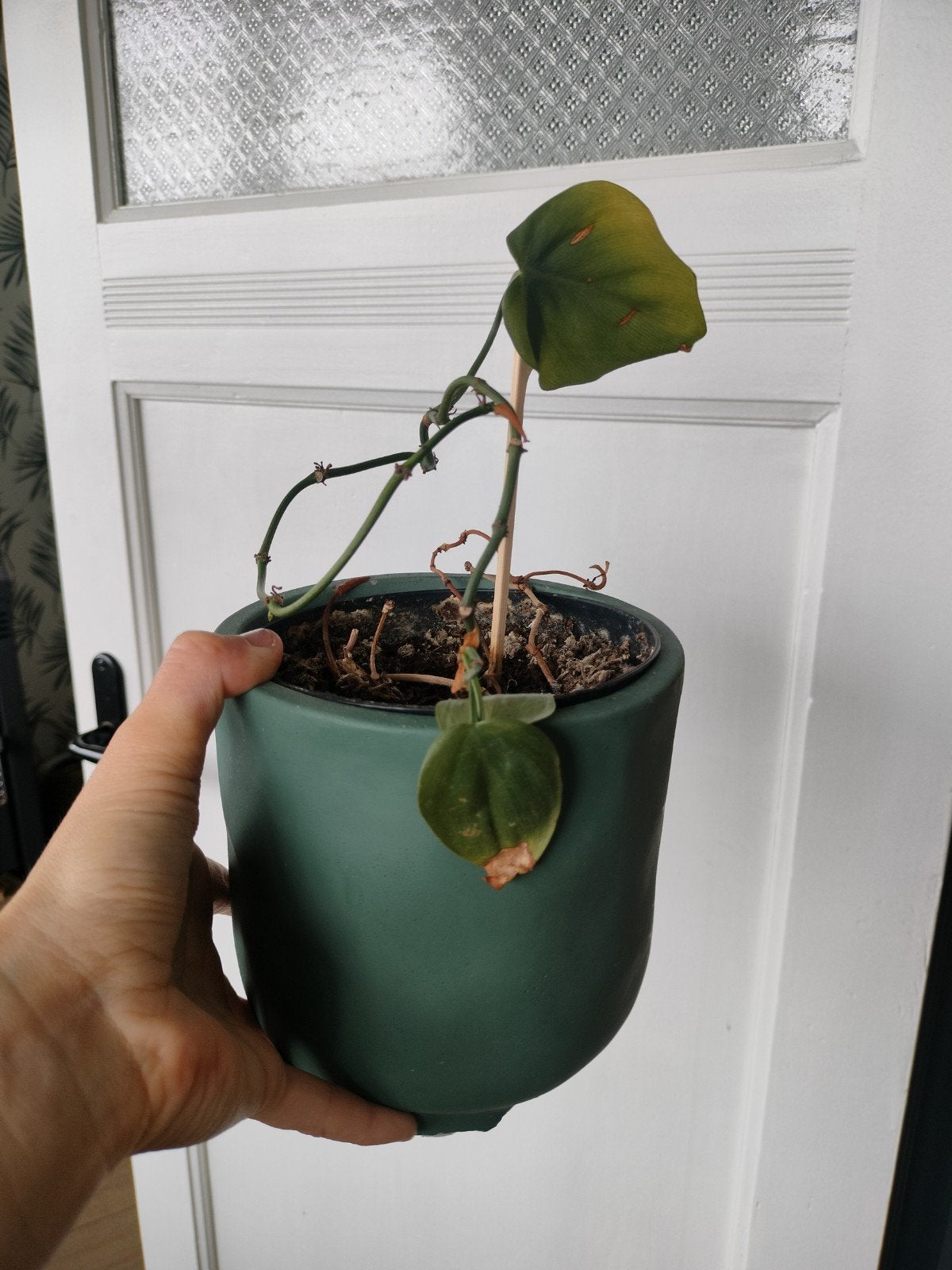 Kamerplant gratis, Ophalen, In pot, Halfschaduw, Minder dan 100 cm