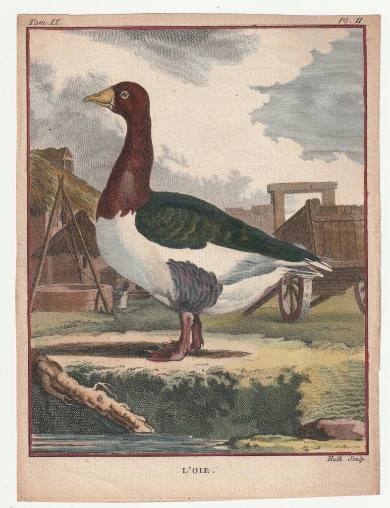 L'Oie de gans ingekleurde gravure Hulk / Buffon ca. 1780, Antiek en Kunst, Kunst | Etsen en Gravures, Verzenden, Handgekleurd