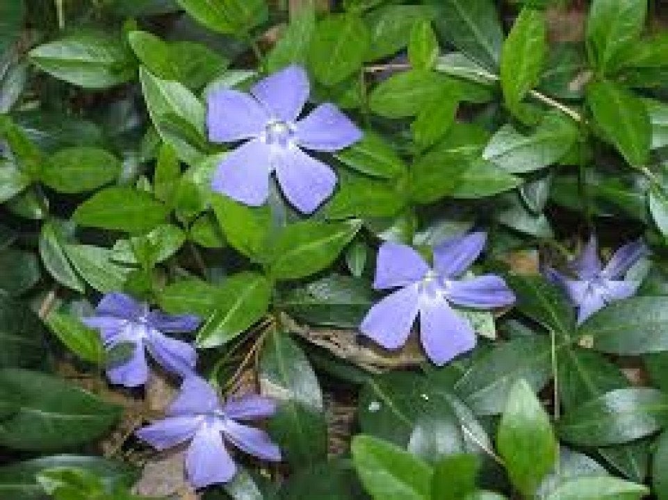 Vinca Minor  maagdenpalm, Ophalen, Bodembedekkers, Vaste plant, Halfschaduw