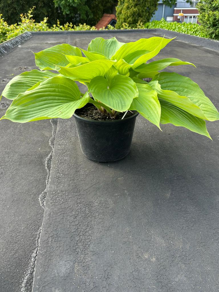 Hosta groot en klein blad, Tuin en Terras, Ophalen, Overige soorten, Halfschaduw