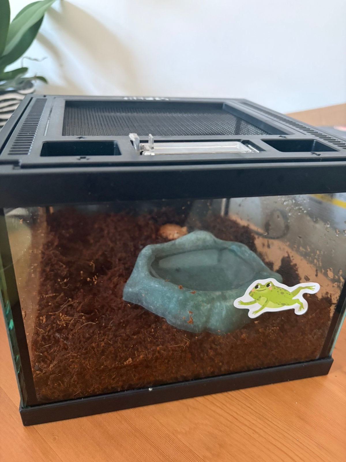Pacman kikker apricot Frog photo 2