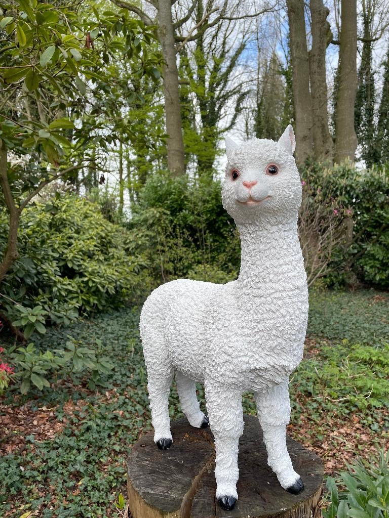 Alpaca, lama, wit, tuin, gazon, manege, boerderij 55cm, Ophalen, Nieuw, Kunststof, Dierenbeeld