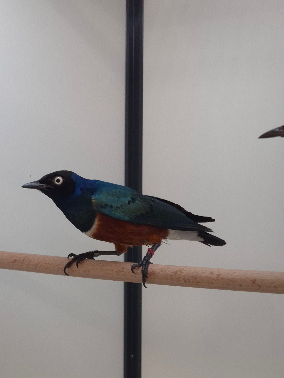 1-1 Driekleur glansspreeuw met dna, Dieren en Toebehoren, Meerdere dieren, Tropenvogel, Geringd