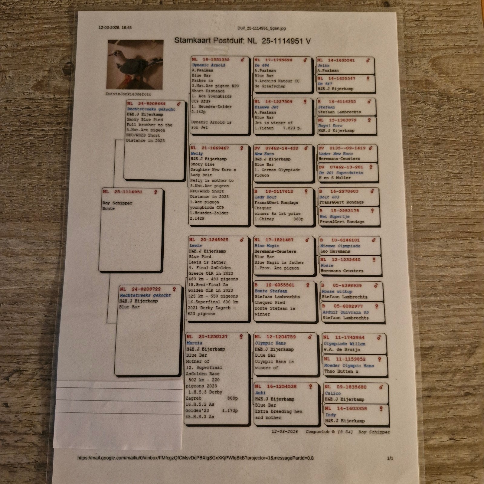 Mooi uitzonderlijke duif Eijerkamp zie foto's, Vrouwelijk, Kropper