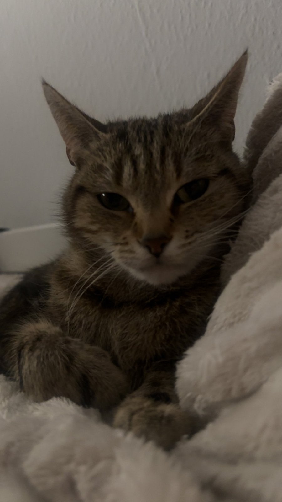 poes, Poes