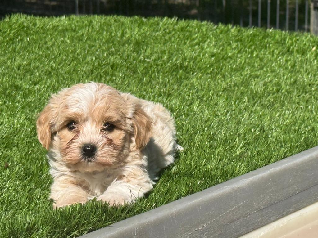 Maltipoo dwerg poedel x maltezer pups, Nederland, Parvo, Overige rassen, 8 tot 15 weken