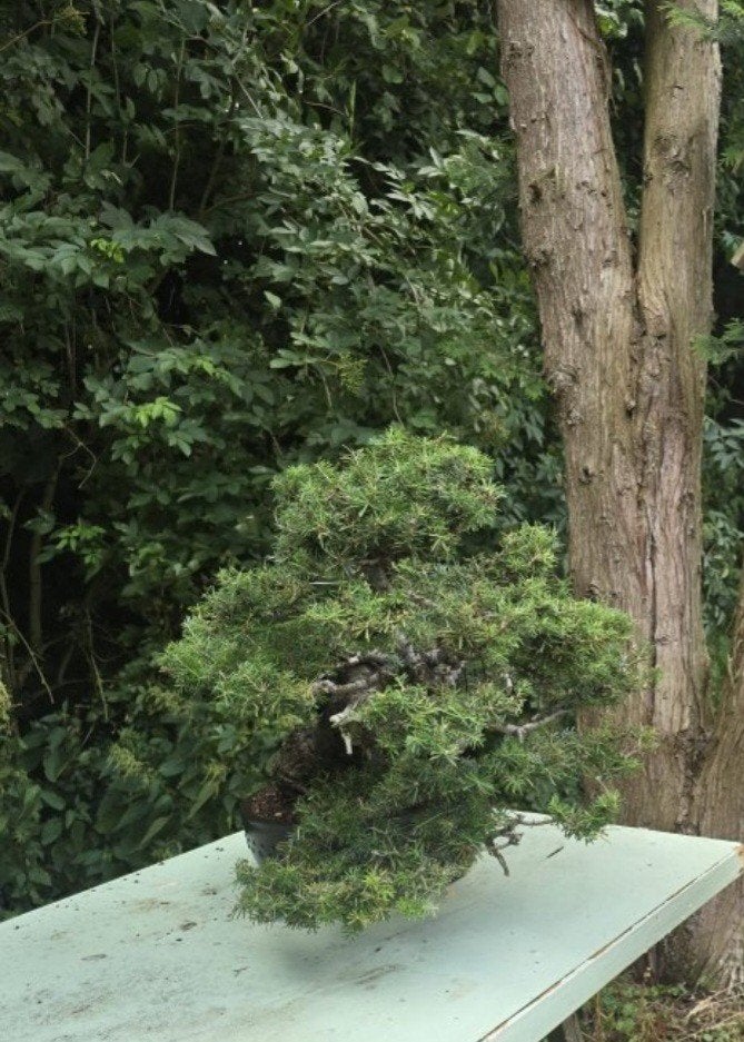 BONSAI, bod gevraagd op ABIES bonsai, Tuin en Terras, Planten | Tuinplanten, Ophalen of Verzenden, Overige soorten, Volle zon