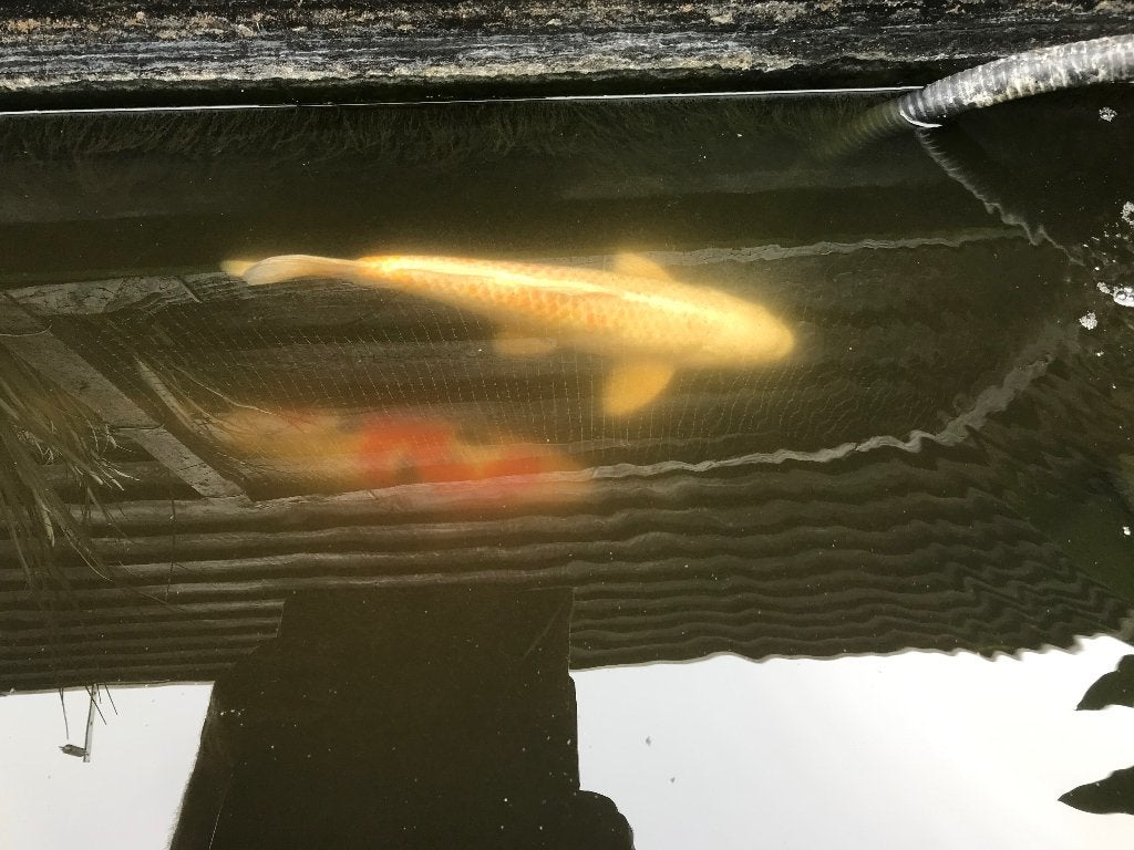Koi karpers plus Vijverbak en filter/pomp, Karper of Koi