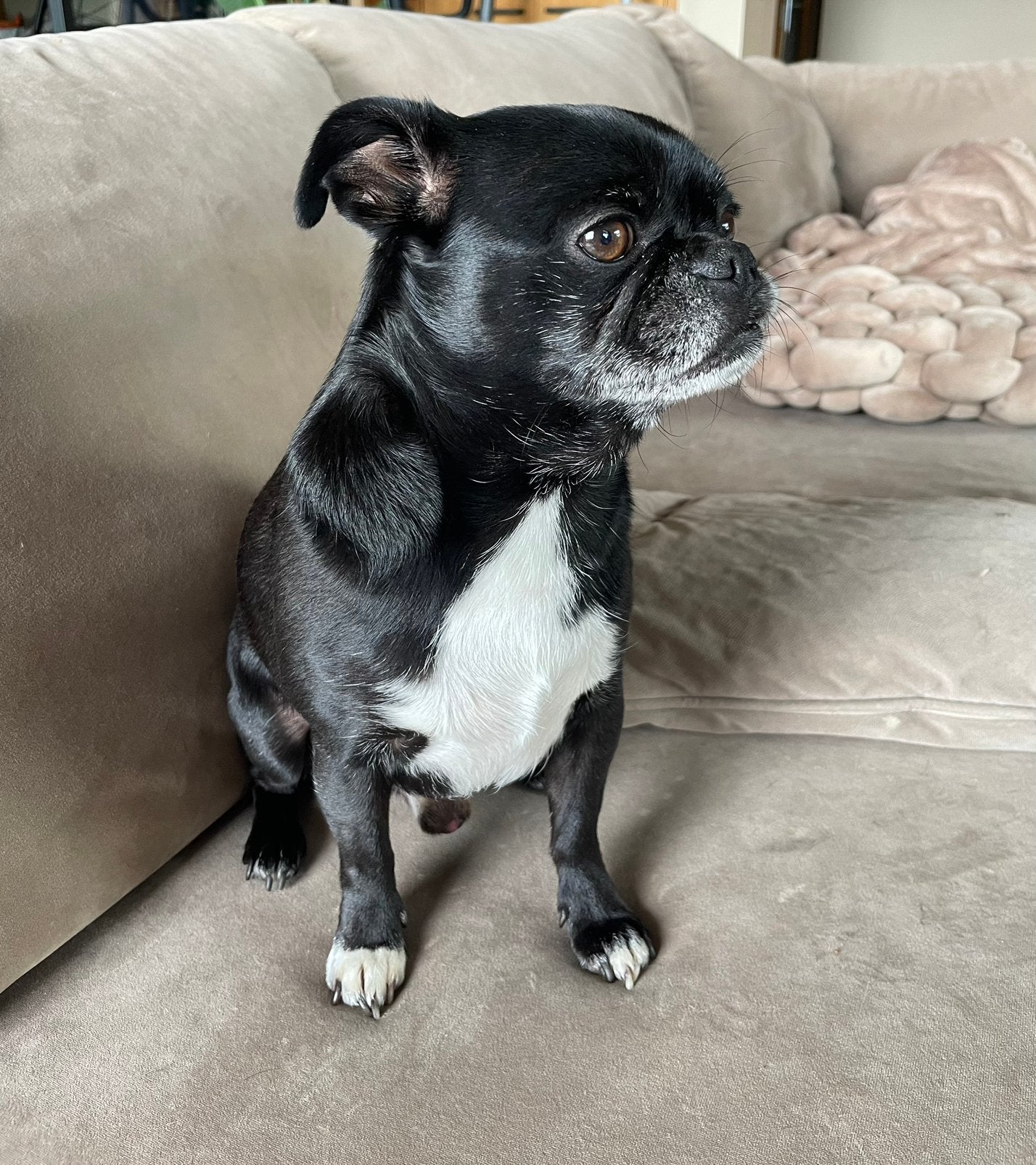 NIET TE KOOP! DEKREU kruising tussen chihuahua en mops hond, Dieren en Toebehoren, Reu, CDV (hondenziekte), Meerdere, 3 tot 5 jaar
