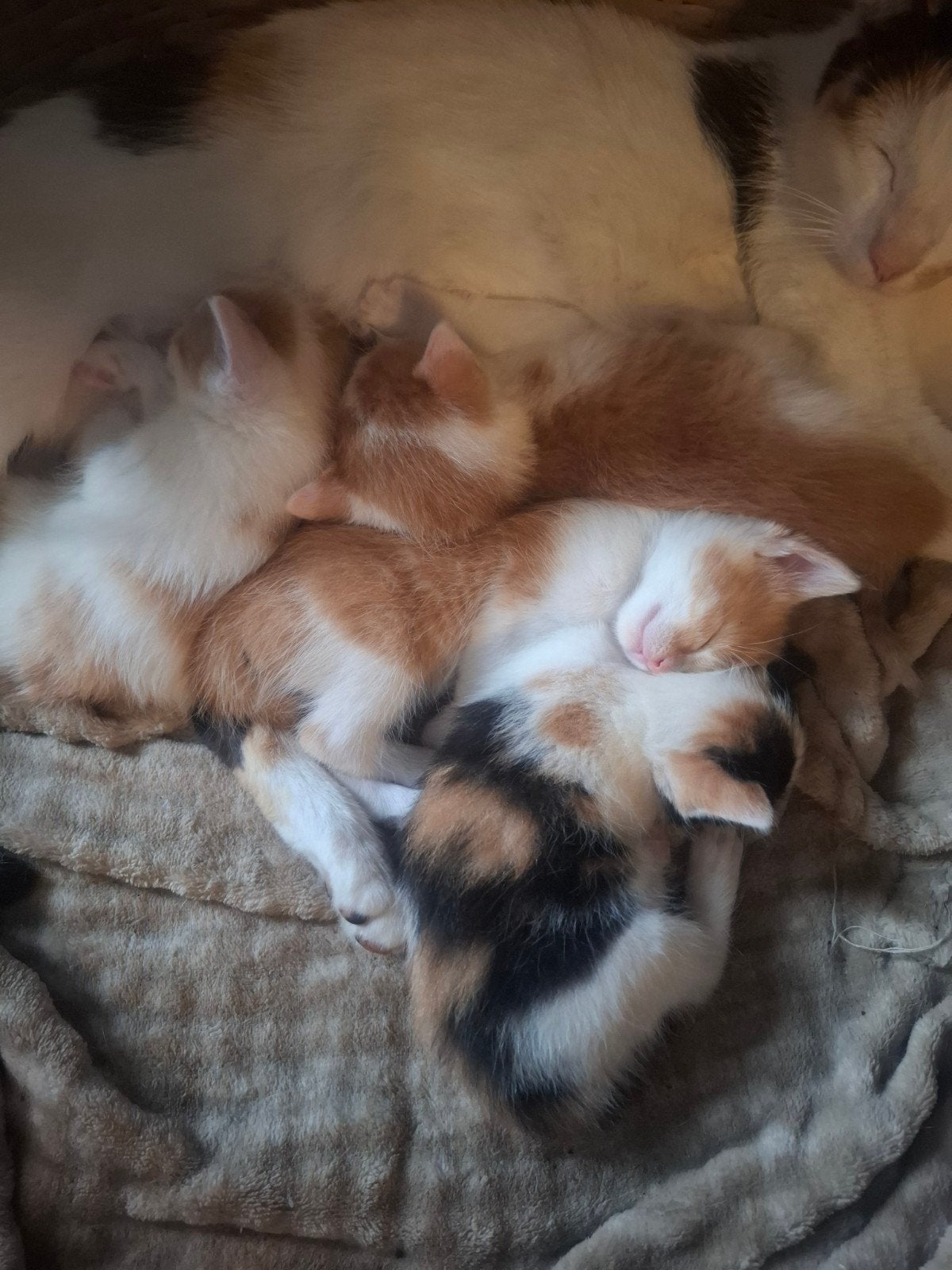 Prachtige kruizing main-coon kittens, Poes, Ontwormd, 0 tot 2 jaar