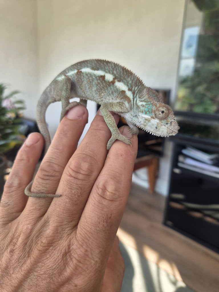 Kameleon, Hagedis, 0 tot 2 jaar
