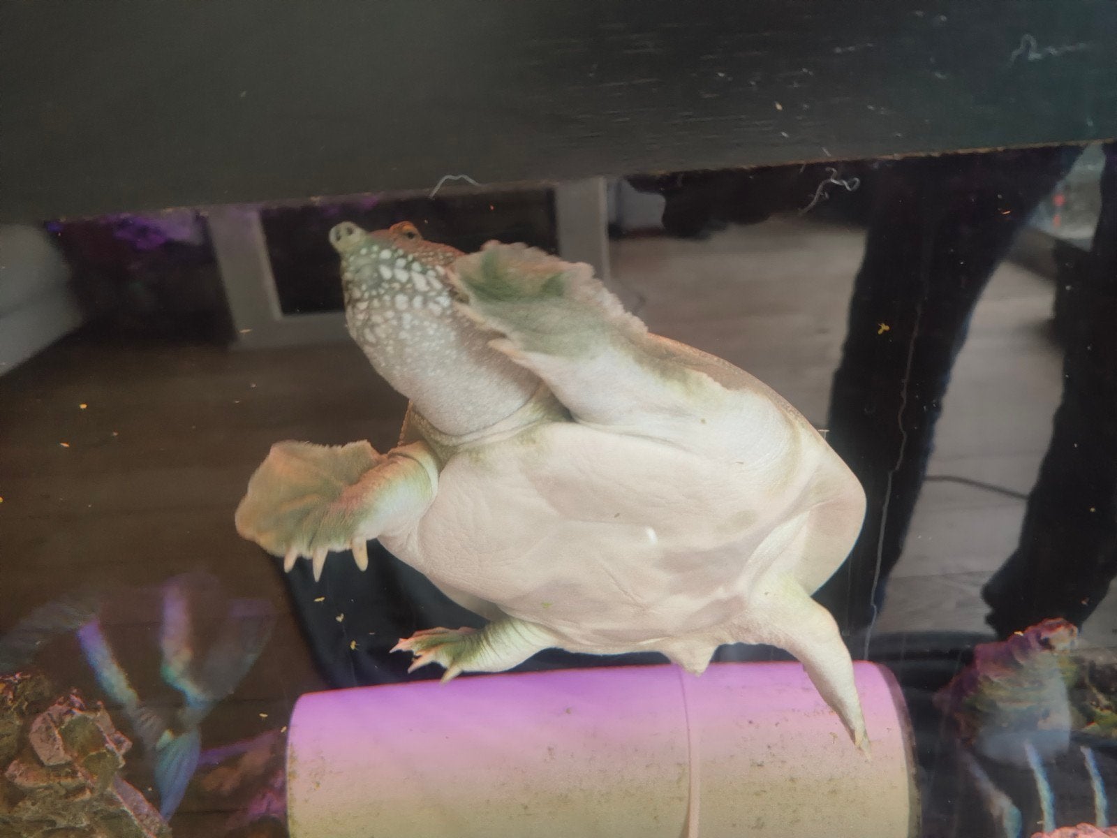 Chinese Leder schildpad, zeldzaam in NL. Cites bijlage B, Schildpad, 3 tot 6 jaar