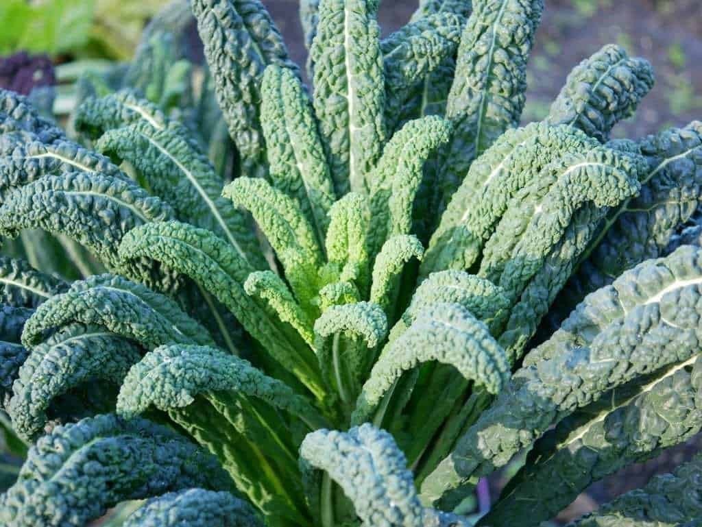 Uit de biologische moestuin: Palmkool, zaden, Volle zon, Groenteplanten, Ophalen of Verzenden, Tweejarig
